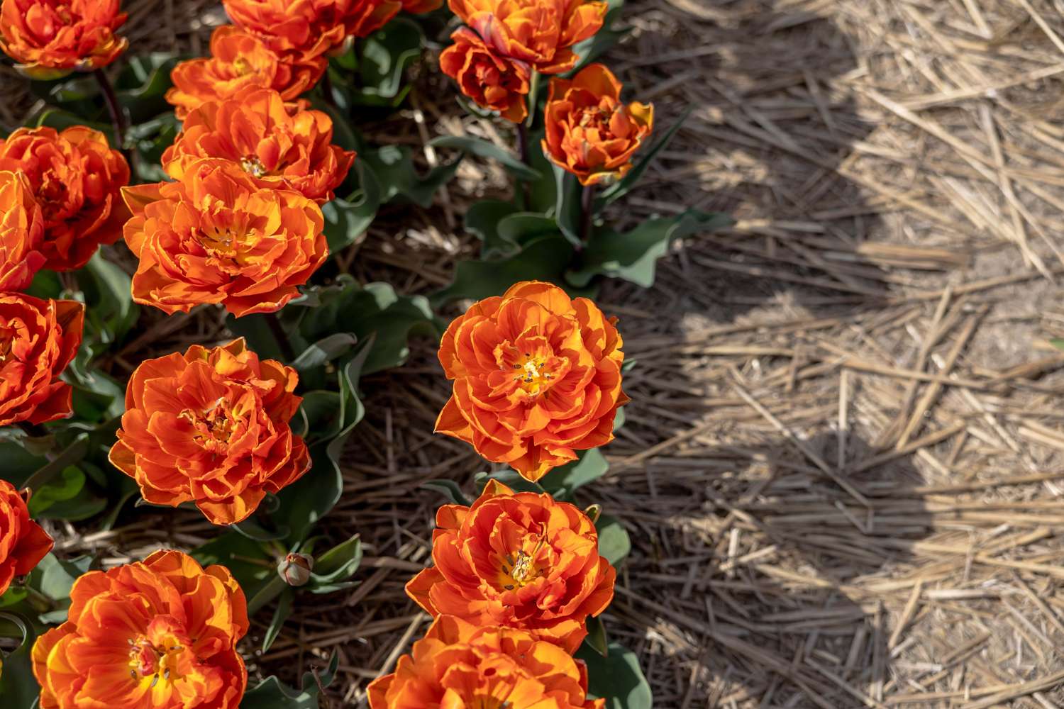 Tulpe 'Orange Princess' - Tulipaner